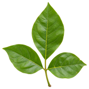 Bael Leaf