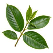 Banaba