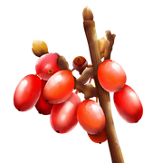 Berberine HCl