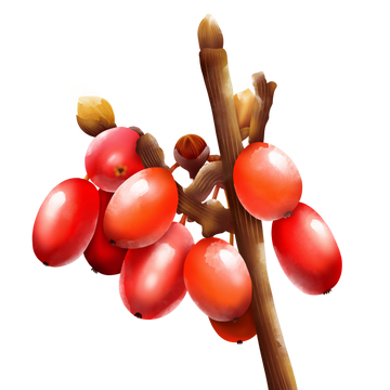 Berberine - Berberis root and bark