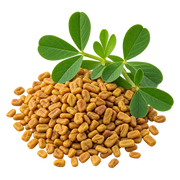 Fenugreek