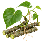 Giloy (Guduchi)