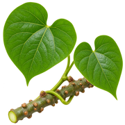 Salacia (Saptarangi)