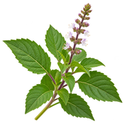 Holy Basil (Tulsi)
